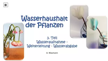 Vorschau - Arbeitsblätter - Wasserhaushalt der Pflanzen - Seite 1