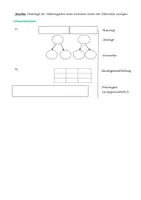 Vorschau - Arbeitsblätter - Intermediärer Erbgang (Genetik, AB mit Lösung) - Seite 2
