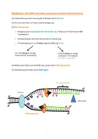 Vorschau - Arbeitsblätter - DNA-Replikation (Zusammenfassung) - Deckblatt