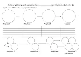 Vorschau - Arbeitsblätter - Meiose (AB mit 2 Differenzerenzierungsstufen) - Seite 2