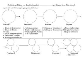 Vorschau - Arbeitsblätter - Meiose (AB mit 2 Differenzerenzierungsstufen) - Seite 3