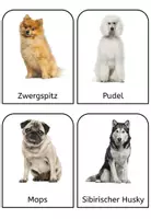 Vorschau - Bildkarten - Der Hund: Foto-Bildkarten Hunderassen - Seite 2