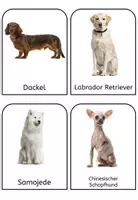 Vorschau - Bildkarten - Der Hund: Foto-Bildkarten Hunderassen - Seite 3
