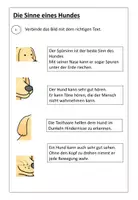 Vorschau - Arbeitsblätter - Der Hund - Seite 3