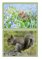 Vorschau - Arbeitsblätter - Tafelmaterial-Eichhörnchen - Seite 3
