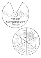 Vorschau - Stationenlernen - Lebenszyklus des Frosches - Drehrad Bastelanleitung - Seite 2