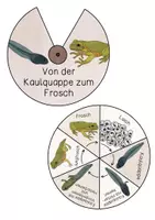 Vorschau - Stationenlernen - Lebenszyklus des Frosches - Drehrad Bastelanleitung - Seite 3