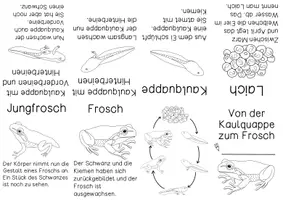 Vorschau - Arbeitsblätter - Lebenszyklus Frosch: Merkheft zum Falten- Metamorphose - mit Bastelanleitung - Seite 2