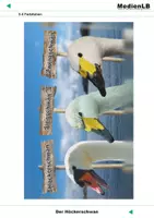 Vorschau - Präsentationen/Tafelbilder - Der Höckerschwan - Farbfolien - Seite 2