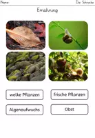 Vorschau - Arbeitsblätter - Minipaket: Schnecken (inkl. fachlicher Anmerkungen) - Seite 3