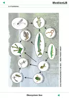 Vorschau - Präsentationen/Tafelbilder - Ökosystem See - Farbfolien - Seite 1