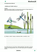 Vorschau - Arbeitsblätter - Libellen - Ergänzungen mit Lösungen - Deckblatt