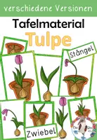 Vorschau - Präsentationen/Tafelbilder - Frühblüher - Die Tulpe Tafelmaterial und Bildkarten - Deckblatt