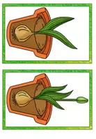 Vorschau - Präsentationen/Tafelbilder - Frühblüher - Die Tulpe Tafelmaterial und Bildkarten - Seite 2