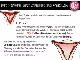 Vorschau - Stundenentwürfe - Sexualkunde - Der weibliche Zyklus - Seite 2