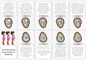 Vorschau - Arbeitsblätter - Embryoentwicklung Tafelmaterial + Minibook - Seite 2