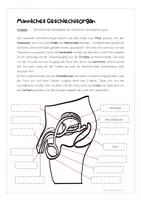 Vorschau - Arbeitsblätter - Geschlechtsorgane Arbeitsblätter inkl. interaktive PDF - Seite 2