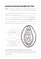 Vorschau - Arbeitsblätter - Geschlechtsorgane Arbeitsblätter inkl. interaktive PDF - Seite 3