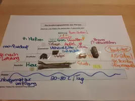 Vorschau - Arbeitsblätter - Pferde-Futtermittel-Pyramide - Seite 2