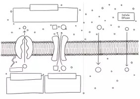 Vorschau - Aufgabenkarten - Klappkarte Membrantransport Inkl. Digitaler Klappkarte - Seite 3