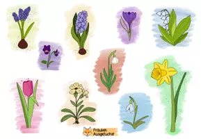 Vorschau - selbst erstellte Cliparts/Grafiken - Frühblüher-Cliparts - Deckblatt