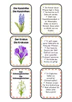 Vorschau - Merkblätter - Frühblüher Flashcards & wissenswerte Fakten - Seite 3