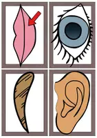 Vorschau - Bildkarten - Wort- und Bildkarten Gesicht/face (Englisch) - Seite 3