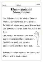 Vorschau - Arbeitsblätter - Sparpaket Steckbriefe Frühblüher - einfache Sprache - Seite 2