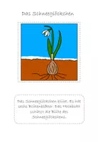 Vorschau - Bildkarten - Das Wachstum des Schneeglöckchens -3fach differenziert - Deckblatt
