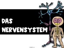Vorschau - Arbeitsblätter - Das Nervensystem - komplette Einheit - Seite 1