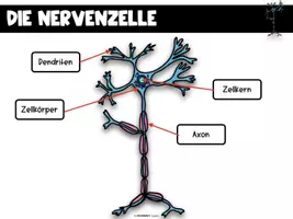 Vorschau - Arbeitsblätter - Das Nervensystem - komplette Einheit - Seite 3