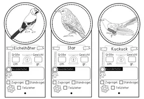 Vorschau - Arbeitsblätter - Vögel / Vogel - Steckbriefe in drei Versionen - Seite 3
