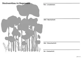 Vorschau - Arbeitsblätter - Regenwald Stockwerkbau - Seite 2