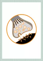 Vorschau - Präsentationen/Tafelbilder - Tafelmodelle Nervenzelle und Synapse - Seite 2