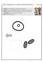 Vorschau - Arbeitsblätter - Flipbook: Tier und Pflanzenzelle (Klappzellen) - Seite 2