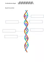 Vorschau - Stundenentwürfe - DNA und mendelsche Regeln Aufgaben, Grafiken, Lösungen - Seite 3