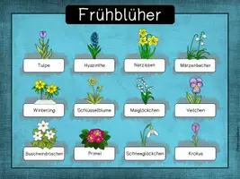 Vorschau - Stationenlernen - Frühblüher - Wissenskartei - Seite 3