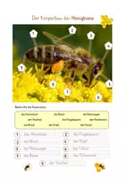 Vorschau - Arbeitsblätter - Der Körperbau der Honigbiene - Arbeitsblatt - Seite 2