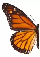 Vorschau - Präsentationen/Tafelbilder - Schmetterling - Körperbau (Tafelmaterial) - Seite 3