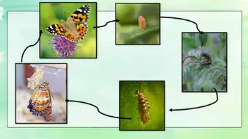 Vorschau - Unterrichtsreihen - Sparpaket der Schmetterling und Wiesentiere interaktiv #silvesterknaller - Seite 2