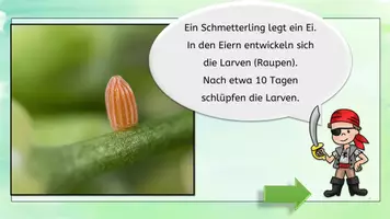 Vorschau - Unterrichtsreihen - Sparpaket der Schmetterling und Wiesentiere interaktiv #silvesterknaller - Seite 3