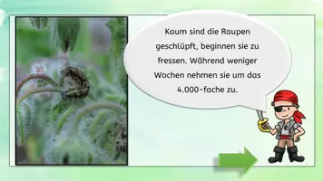 Vorschau - Bildkarten - Zyklus Schmetterling metamorphose interaktiv - Seite 3