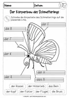 Vorschau - Unterrichtsreihen - Der Schmetterling | Körperbau | differenziertes Arbeitsblatt - Seite 2