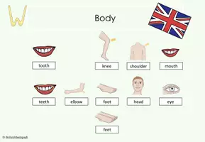 Vorschau - Präsentationen/Tafelbilder - BODY 2. Stunde - PPT - Seite 3
