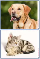 Vorschau - Stationenlernen - Materialpaket "les animaux domestiques" - Seite 2