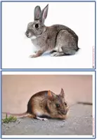 Vorschau - Stationenlernen - Materialpaket "les animaux domestiques" - Seite 3