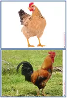 Vorschau - Bildkarten - Les animaux - Bild- und Wortkarten und Interactive - Seite 3