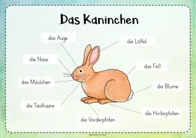 Vorschau - Aufgabenkarten - Klettmappe - Haustiere - Das Kaninchen - Seite 3