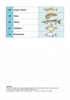 Vorschau - Arbeitsblätter - Süsswasserfische: 32 Steckbriefe - Seite 3
