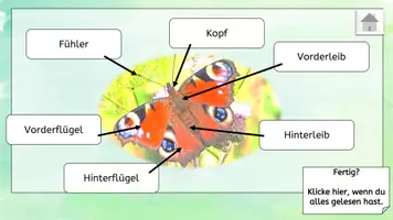 Vorschau - Bildkarten - Aufbau des Schmetterlings interaktive PDF mit Informationen - Seite 2